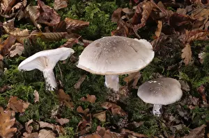 Southern Germany Mushrooms Prints: Clouded Agaric or Cloud Funnel (Clitocybe nebularis)