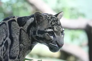 Clouded Leopard Prints: Clouded Leopard Print - ImageBROKER