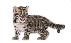 Wildlife Photography Big Cat Prints: Clouded leopard cub, two months old