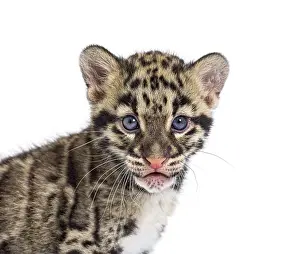 Baby Animal Head Shot Prints: Clouded leopard cub, two months old