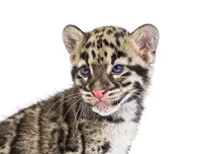 Young Wild Animal Prints: Clouded leopard cub, two months old