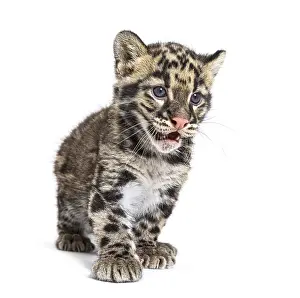 Isolated White Background Animal Photo Prints: Clouded leopard cub, two months old