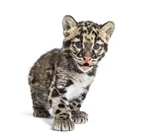 Wild Animal Isolated On White Prints: Clouded leopard cub, two months old