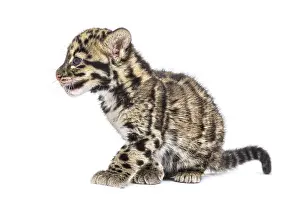 Wildlife Photography Big Cat Prints: Clouded leopard cub, two months old