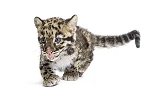 Feliformia Species Image Prints: Clouded leopard cub, two months old