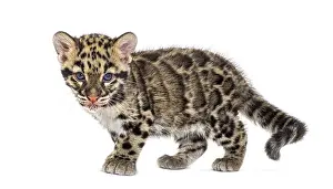 Feliformia Predator Prints: Clouded leopard cub, two months old