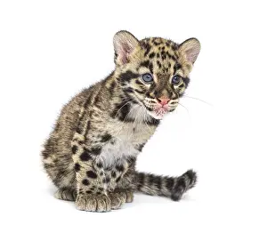 Clouded Leopard Cub Print, Neofelis nebulosa