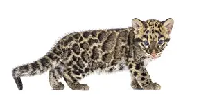 Predator Wildlife Photo Prints: Clouded leopard cub, two months old