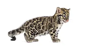 Wild Animal Profile View Prints: Clouded leopard cub, two months old