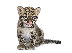 Feliformia Wildlife Photography Prints: Clouded leopard cub, two months old