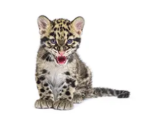 Predatory Cat Species Prints: Clouded leopard cub, two months old