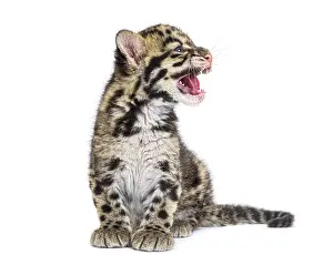 Wildcat Photography Prints: Clouded leopard cub, two months old