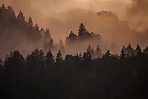 Central Europe Misty Mood Prints: Clouds of mist between the trees in the evening light