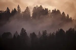 Bavaria Evening Light Prints: Clouds of mist between the trees in the evening light