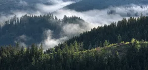 Misty German Countryside Prints: Clouds in the Thuringian Forest