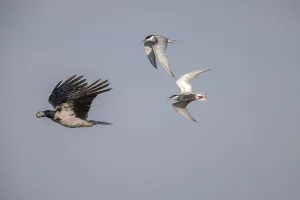 Prints of Cloudy crow (Corvus cornix) flying with egg, chased by white-bearded terns (Childonias hybride), Danube Delta, Romania Heritage Site Prints: Cloudy Crow with Egg Print, Danube Delta, Romania