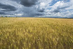 Gloomy Weather Forecast Prints: Cloudy dramatic sky over blurred fields
