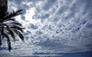 Palm Tree Silhouette Prints: Cloudy sky backlight with palm tree silhouette
