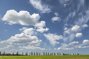 Saxony Landscape Prints: Cloudy sky over a row of poplars
