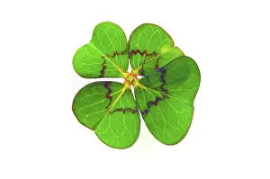 Four Leaf Clover Symbol Prints: Cloverleaf