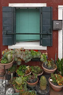 Prickly Plants Europe Prints: Cluster of cacti in front of a window with blinds