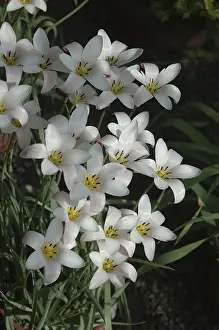 Deserted Plant Life Prints: Clusters of small white flowers