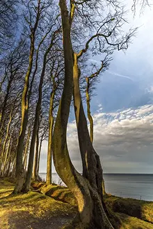 Steep Cliff Scenery Prints: Coastal forest