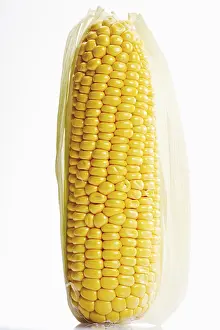 Sweet Corn Nutrition Prints: Cob of Corn