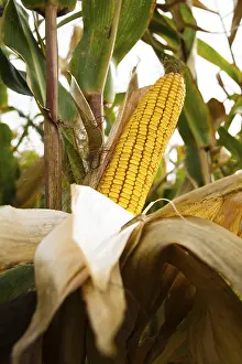 Empty Farm Fields Prints: Cob of corn in a field