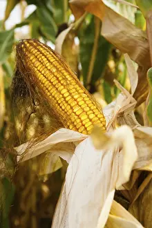Farmland Scenery Prints: Cob of corn in a field