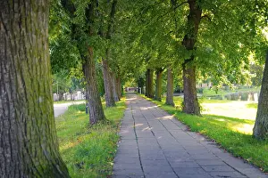 Deserted German Park Prints: Cobbled path through a park, flanked by trees casting dense shadows