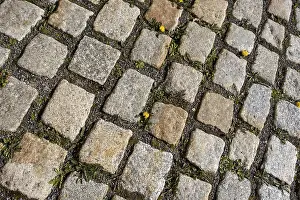 Natural Stone Pavement Prints: Cobbles with dandelions