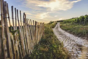 European Grapevine Cultivation Prints: Cobblestone path through the vineyards