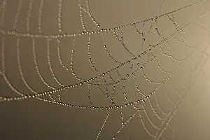 Morning Spider Web Prints: Cobweb decorated with dew