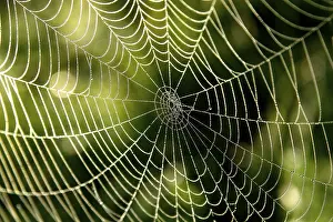Morning Spider Web Prints: Cobweb with dew