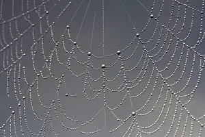 Moody Morning Atmosphere Prints: Cobweb, dew, dewdrops
