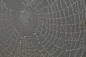 Morning Dew Prints: Cobweb with dew drops