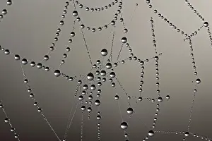 Morning Dew Drops Prints: Cobweb with dew drops