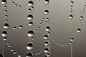 Studio Macro Photography Prints: Cobweb with dew drops, macro shot