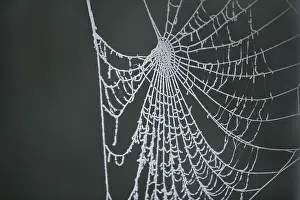 Cobweb with Hoarfrost Print
