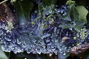 Deserted Germany Landscape Prints: Cobweb threads with water droplets