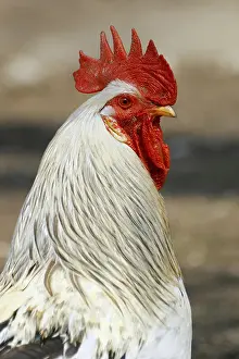 Farm Animal Portraits Prints: Cock