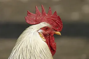 Prints of Cock Chickens Prints: Cockatoo Print - ImageBROKER