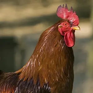 Prints of Cock Chickens Prints: Cockatoo Print - ImageBROKER