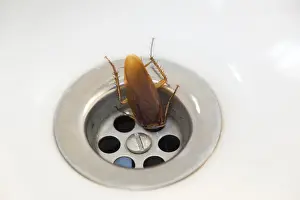 Prints of A cockroach in a plughole Cockroach Prints: A Cockroach in a Plughole Print