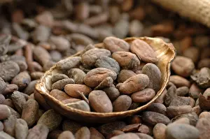Cacao Bean Prints: Cocoa beans