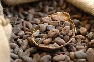 Cacao Bean Prints: Cocoa beans