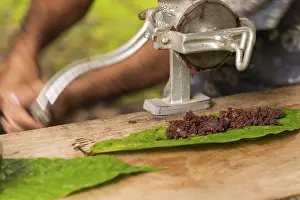 Malvaceae Family Plants Prints: Cocoa beans are processed into cocoa mass