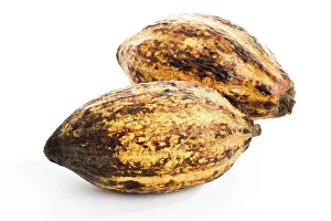 Agricultural Crop Plant Prints: Cocoa fruit