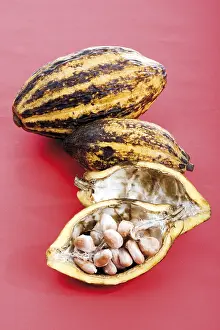 Cacao Tree Prints: Cocoa plants